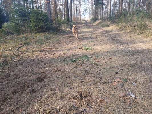 TierschutzhundeStammtisch🐕-Beitrag-Bild