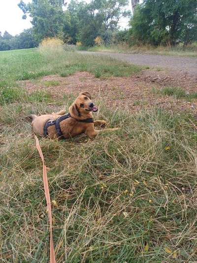 TierschutzhundeStammtisch🐕-Beitrag-Bild