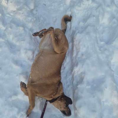 TierschutzhundeStammtisch🐕-Beitrag-Bild