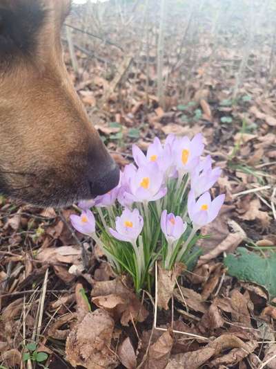 TierschutzhundeStammtisch🐕-Beitrag-Bild