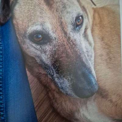 TierschutzhundeStammtisch🐕-Beitrag-Bild