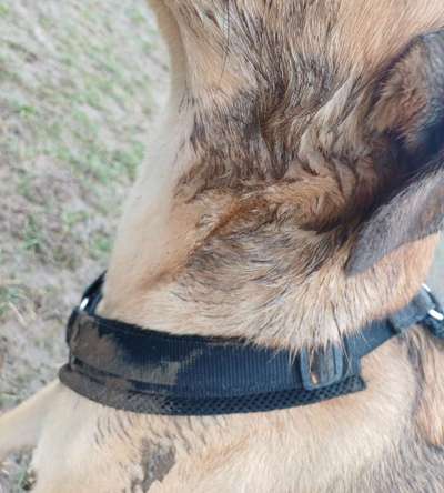 TierschutzhundeStammtisch🐕-Beitrag-Bild