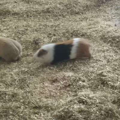 TierschutzhundeStammtisch🐕-Beitrag-Bild