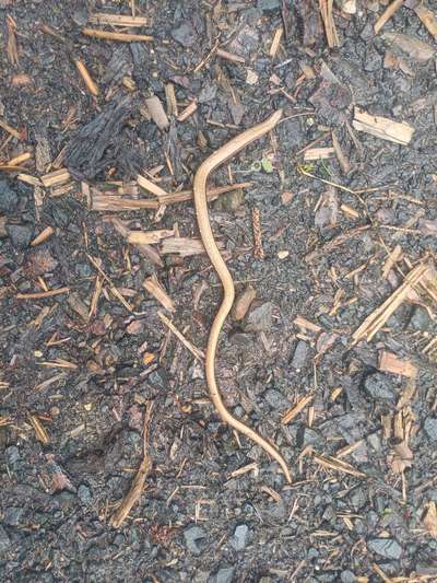 TierschutzhundeStammtisch🐕-Beitrag-Bild