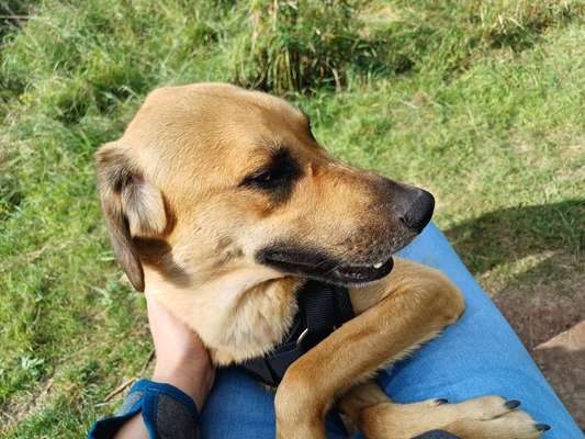 TierschutzhundeStammtisch🐕-Beitrag-Bild