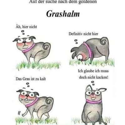 TierschutzhundeStammtisch🐕-Beitrag-Bild