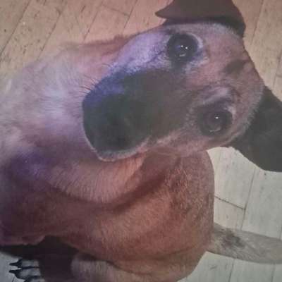 TierschutzhundeStammtisch🐕-Beitrag-Bild