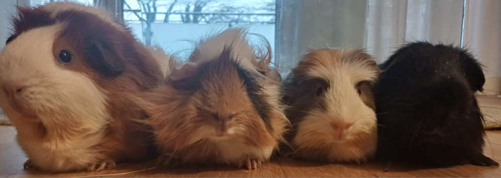 TierschutzhundeStammtisch🐕-Beitrag-Bild