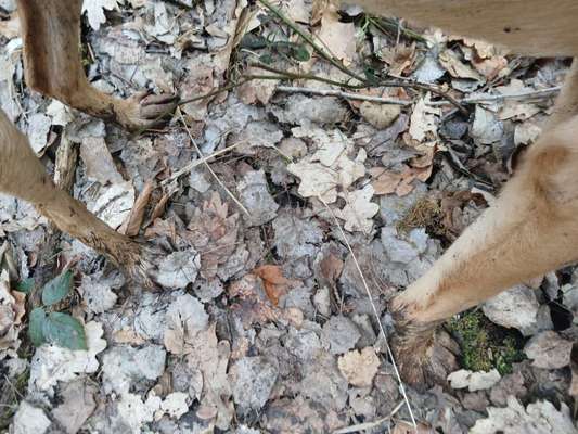 TierschutzhundeStammtisch🐕-Beitrag-Bild
