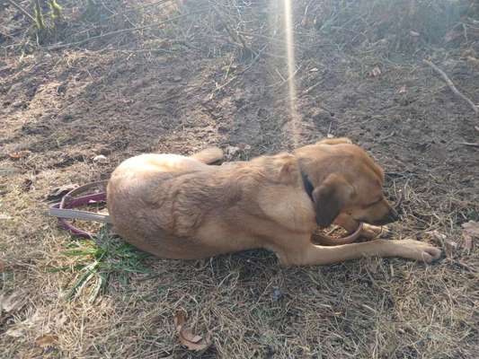 TierschutzhundeStammtisch🐕-Beitrag-Bild