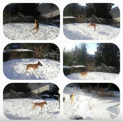 TierschutzhundeStammtisch🐕-Beitrag-Bild