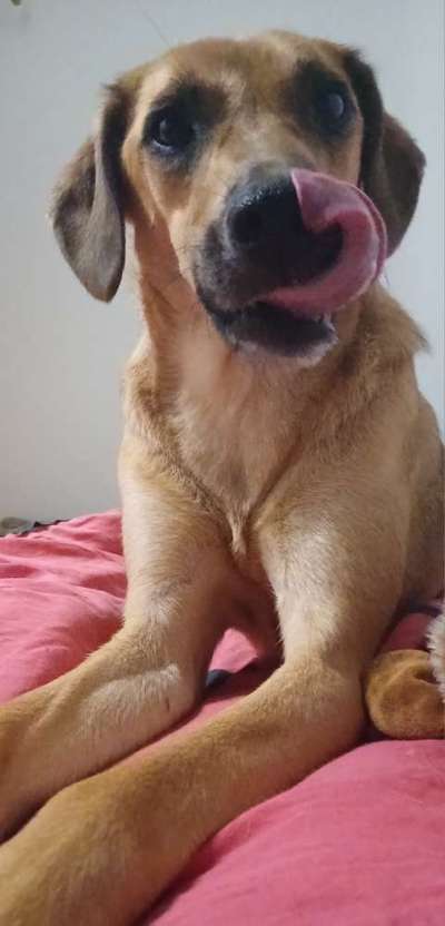 TierschutzhundeStammtisch🐕-Beitrag-Bild