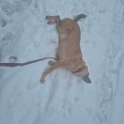 TierschutzhundeStammtisch🐕-Beitrag-Bild
