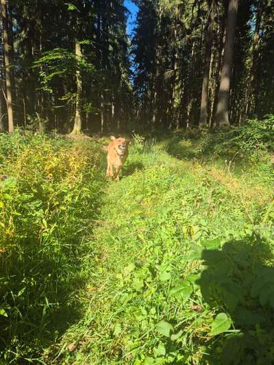 TierschutzhundeStammtisch🐕-Beitrag-Bild