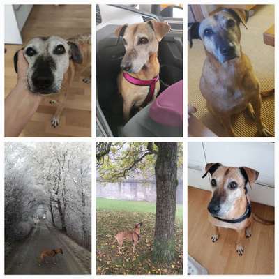 TierschutzhundeStammtisch🐕-Beitrag-Bild