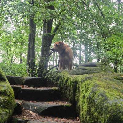 TierschutzhundeStammtisch🐕-Beitrag-Bild