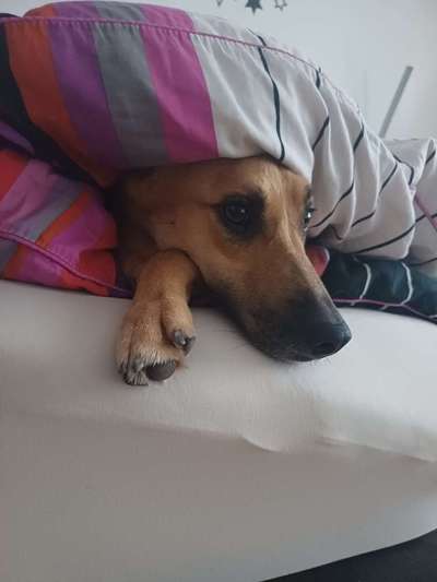 TierschutzhundeStammtisch🐕-Beitrag-Bild