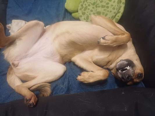 TierschutzhundeStammtisch🐕-Beitrag-Bild