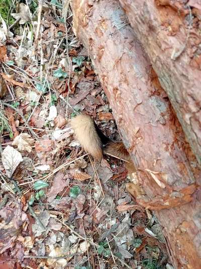 TierschutzhundeStammtisch🐕-Beitrag-Bild