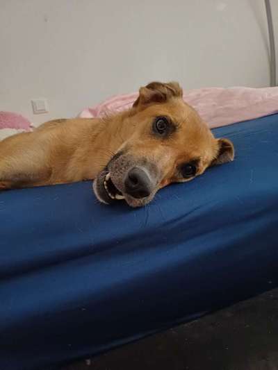 TierschutzhundeStammtisch🐕-Beitrag-Bild