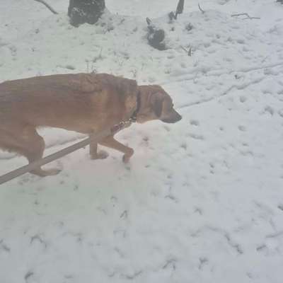 TierschutzhundeStammtisch🐕-Beitrag-Bild