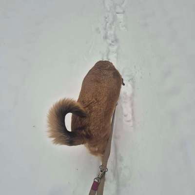 TierschutzhundeStammtisch🐕-Beitrag-Bild