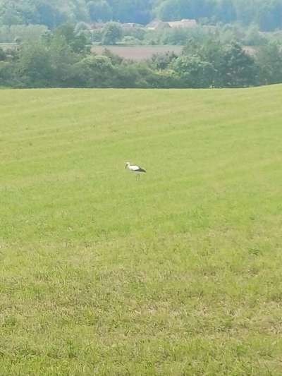 TierschutzhundeStammtisch🐕-Beitrag-Bild