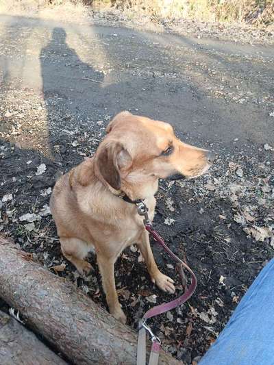 TierschutzhundeStammtisch🐕-Beitrag-Bild