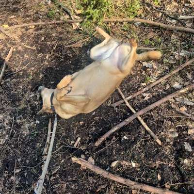 TierschutzhundeStammtisch🐕-Beitrag-Bild