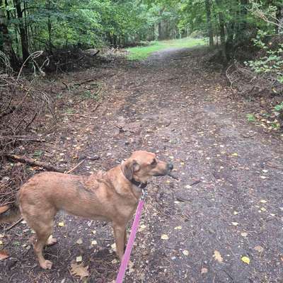 TierschutzhundeStammtisch🐕-Beitrag-Bild