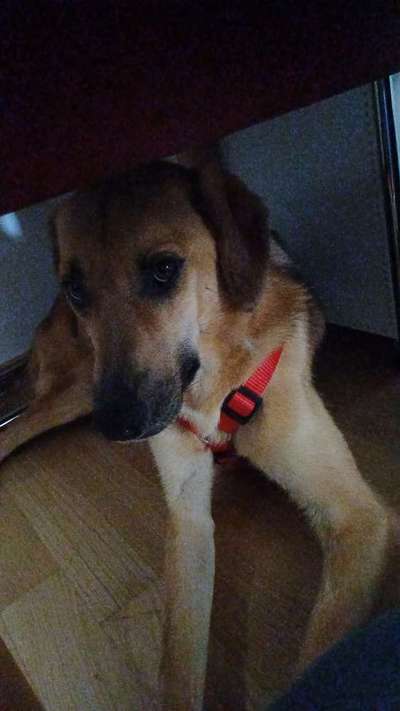 TierschutzhundeStammtisch🐕-Beitrag-Bild