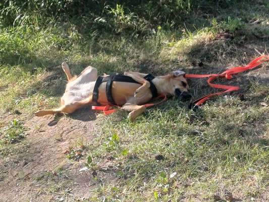 TierschutzhundeStammtisch🐕-Beitrag-Bild