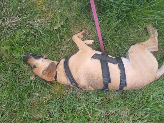 TierschutzhundeStammtisch🐕-Beitrag-Bild