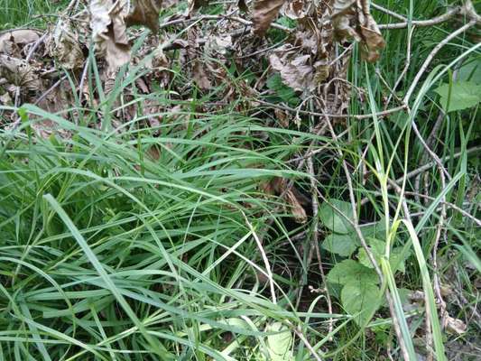 TierschutzhundeStammtisch🐕-Beitrag-Bild