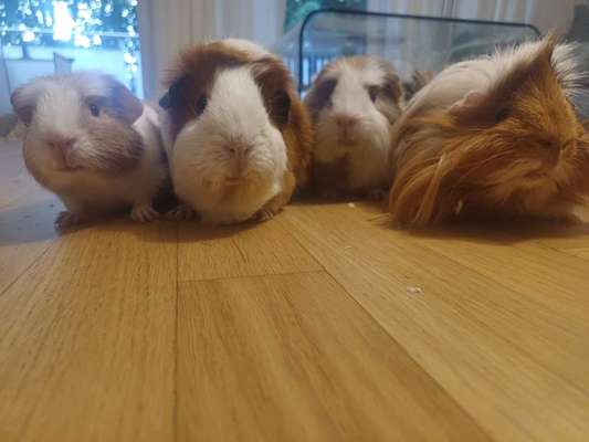 TierschutzhundeStammtisch🐕-Beitrag-Bild