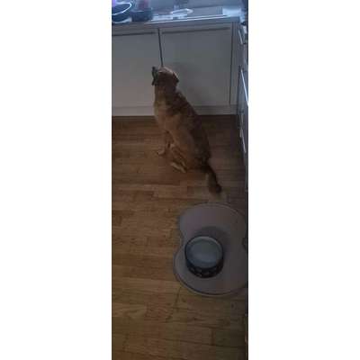 TierschutzhundeStammtisch🐕-Beitrag-Bild