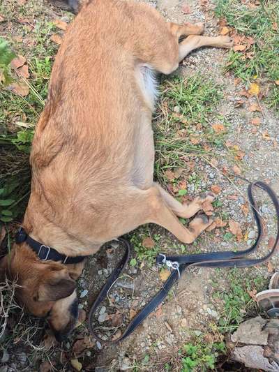 TierschutzhundeStammtisch🐕-Beitrag-Bild