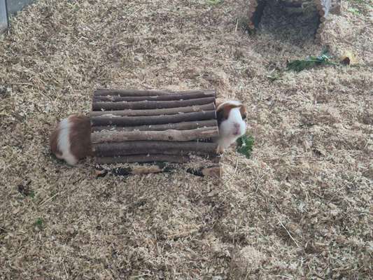 TierschutzhundeStammtisch🐕-Beitrag-Bild