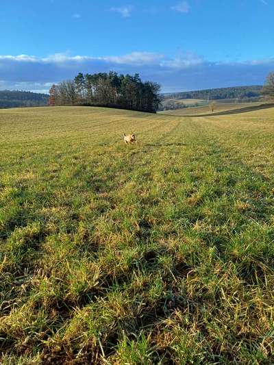 TierschutzhundeStammtisch🐕-Beitrag-Bild
