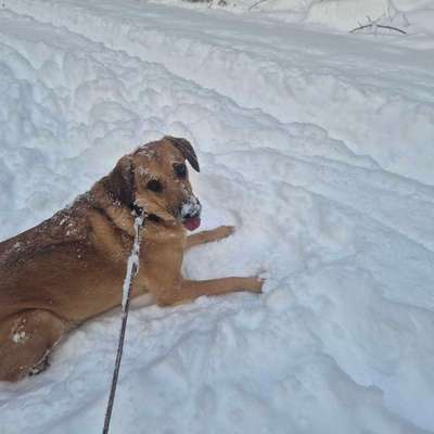 TierschutzhundeStammtisch🐕-Beitrag-Bild