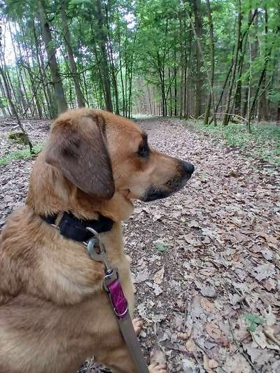 TierschutzhundeStammtisch🐕-Beitrag-Bild