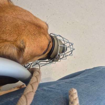 TierschutzhundeStammtisch🐕-Beitrag-Bild