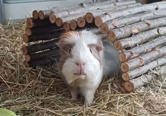 TierschutzhundeStammtisch🐕-Beitrag-Bild