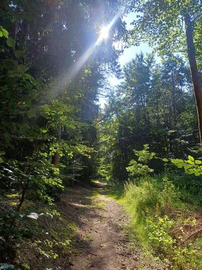 TierschutzhundeStammtisch🐕-Beitrag-Bild