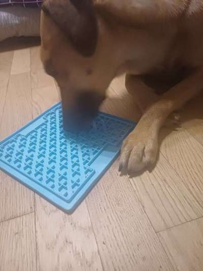 TierschutzhundeStammtisch🐕-Beitrag-Bild