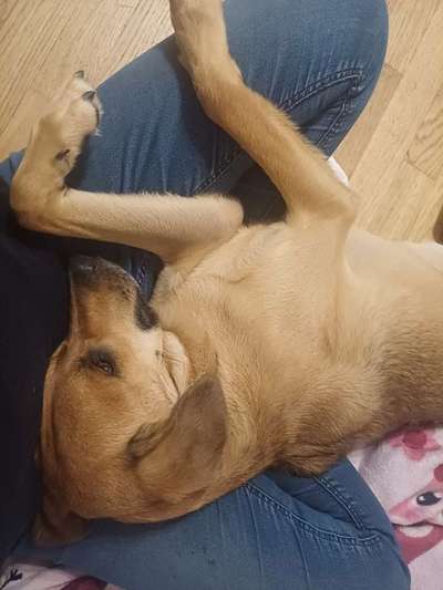 TierschutzhundeStammtisch🐕-Beitrag-Bild