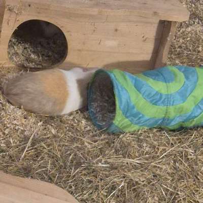 TierschutzhundeStammtisch🐕-Beitrag-Bild