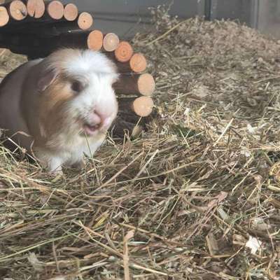 TierschutzhundeStammtisch🐕-Beitrag-Bild