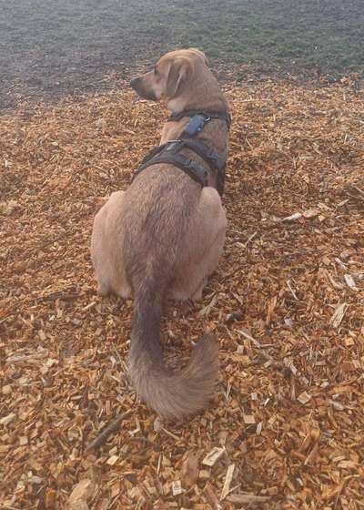 TierschutzhundeStammtisch🐕-Beitrag-Bild