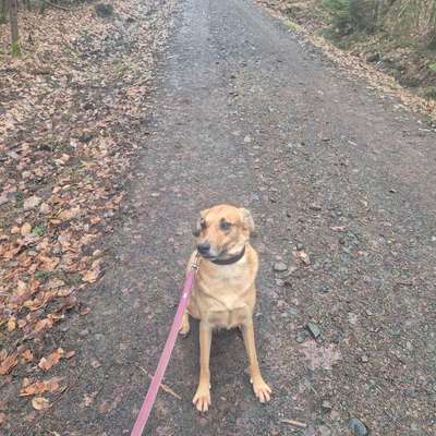 TierschutzhundeStammtisch🐕-Beitrag-Bild